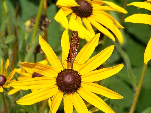 Black Eyed Susans 